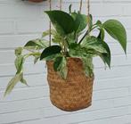 Epipremnum marble Queen, Huis en Inrichting, Kamerplanten, Ophalen of Verzenden