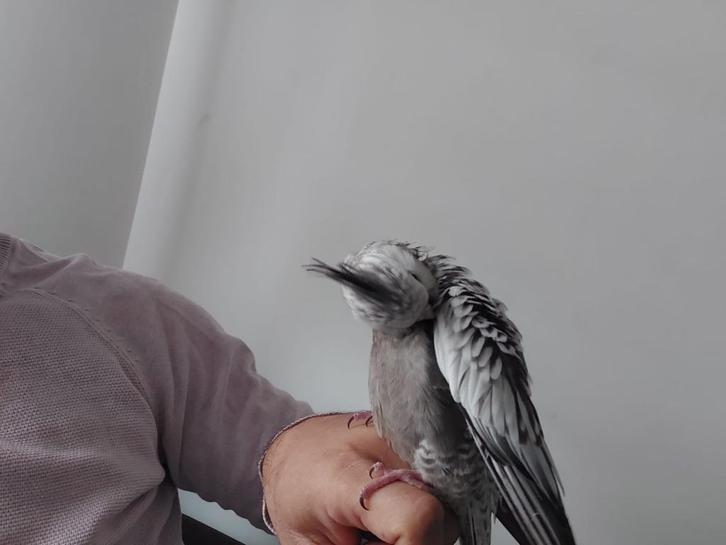 Calopsitte, Dieren en Toebehoren, Vogels | Parkieten en Papegaaien