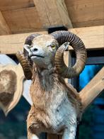Taxidermie moeflon met voor poten, Ophalen of Verzenden