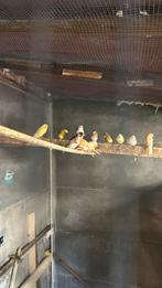 Kanaries en twee distelvinken te koop koppels en jonge, Animaux & Accessoires, Oiseaux | Canaris