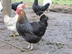 HENNEN TE KOOP, Dieren en Toebehoren, Pluimvee, Vrouwelijk, Kip