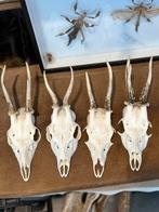 Schedel van reebok, Enlèvement