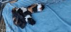 Jonge cavia's!, December, Cavia
