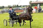 Prachtige tuigpony, Dieren en Toebehoren, Pony's, Merrie, Gechipt, Niet van toepassing, C pony (1.27m tot 1.37m)