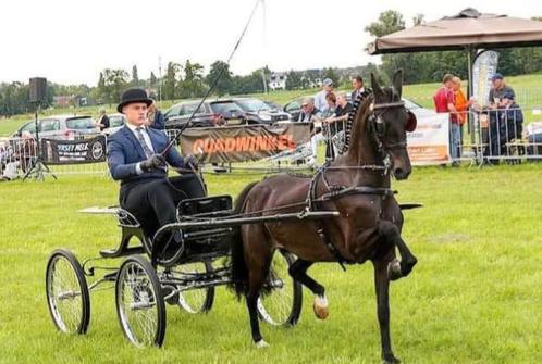 Prachtige tuigpony, Dieren en Toebehoren, Pony's, Merrie, Niet van toepassing, C pony (1.27m tot 1.37m), Tuigpony, 7 tot 10 jaar