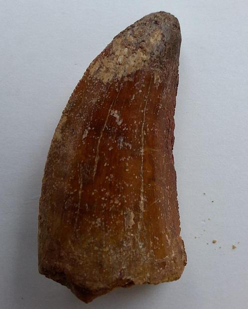 fossiele tand Afrikaanse Tyrannosaurus rex - 3,5 cm, Verzamelen, Mineralen en Fossielen, Fossiel, Ophalen of Verzenden