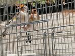 Couple chardonerets 2025, Dieren en Toebehoren, Hondenhokken, Ophalen of Verzenden, Zo goed als nieuw