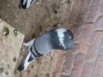 Je suis sur charleroi ., Dieren en Toebehoren, Vogels | Duiven, Kropper