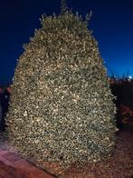 Grote goudbonte hulst boom, Tuin en Terras, Planten | Struiken en Hagen, Ophalen, Hulst, Struik, 250 cm of meer