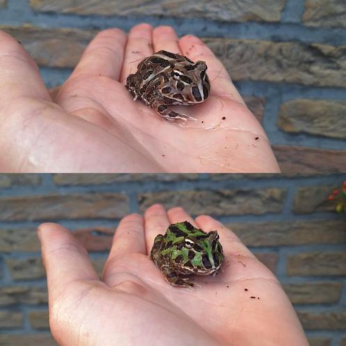 Jonge pacman kikkers, leuke kleurtjes, Dieren en Toebehoren, Reptielen en Amfibieën