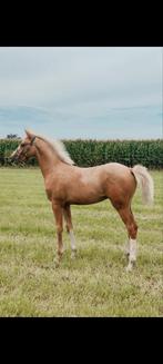 Mooie 2 jarige hengst, Dieren en Toebehoren, Hengst, Ontwormd, 0 tot 2 jaar