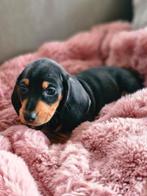 Chiots teckels nains, Animaux & Accessoires, Chiens | Teckels & Bassets, Poils courts, 8 à 15 semaines, Plusieurs, Éleveur | Loisir