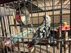 Perroquet à vendre, Animaux & Accessoires, Oiseaux | Perruches & Perroquets, Perroquet, Parleur