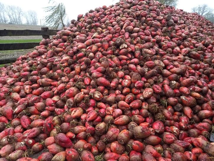 Voederbieten  voor runderen ,paarden en schapen/ 30€/Ton, Zakelijke goederen, Landbouw | Veevoer, Ophalen