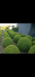 BUXUS, Buxus, Ophalen of Verzenden