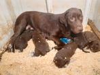 Chocolade bruine labrador pups geboren op de boerderij, Dieren en Toebehoren, België, Fokker | Hobbymatig, CDV (hondenziekte)