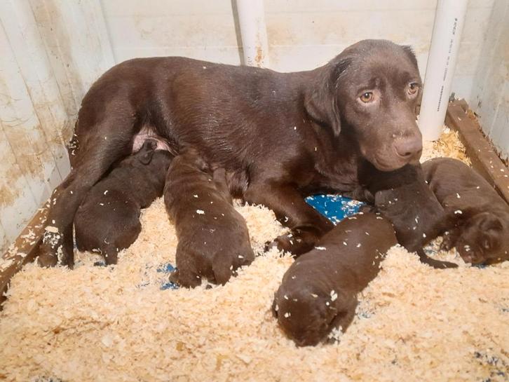 Chocolade bruine labrador pups geboren op de boerderij, Dieren en Toebehoren, Honden | Retrievers, Spaniëls en Waterhonden, Meerdere dieren