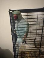 Halsbandparkiet, appelblauwzeegroen, 2 jaar oud., Dieren en Toebehoren, Mannelijk, Parkiet, Pratend