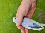 Grasparkieten, Dieren en Toebehoren