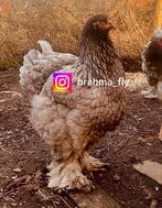 OEUFS À COUVER BLEUS Brahma, Sexe inconnu, Poule ou poulet