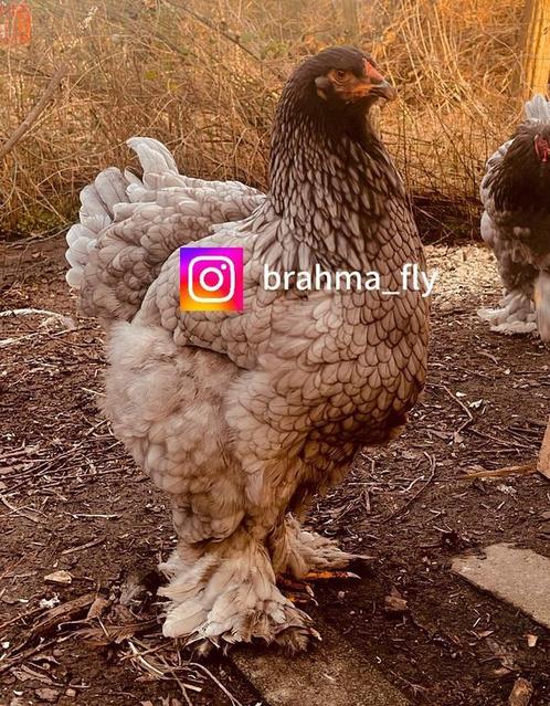 Brahma BLAUW broedeieren GROOTHOENDER, Dieren en Toebehoren, Pluimvee, Kip, Geslacht onbekend