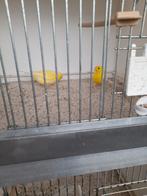 Koppel  geel kanaries, Dieren en Toebehoren, Vogels | Overige Vogels