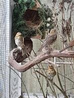 Koppel zanglijster van 2025, Dieren en Toebehoren, Vogels | Overige Vogels, Meerdere dieren, Wildzangvogel, Geringd
