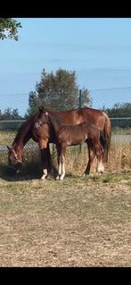 Betaalbaar BWP hengstenveulen, Dieren en Toebehoren, Paarden, Springpaard, Gechipt, Niet van toepassing, 0 tot 2 jaar