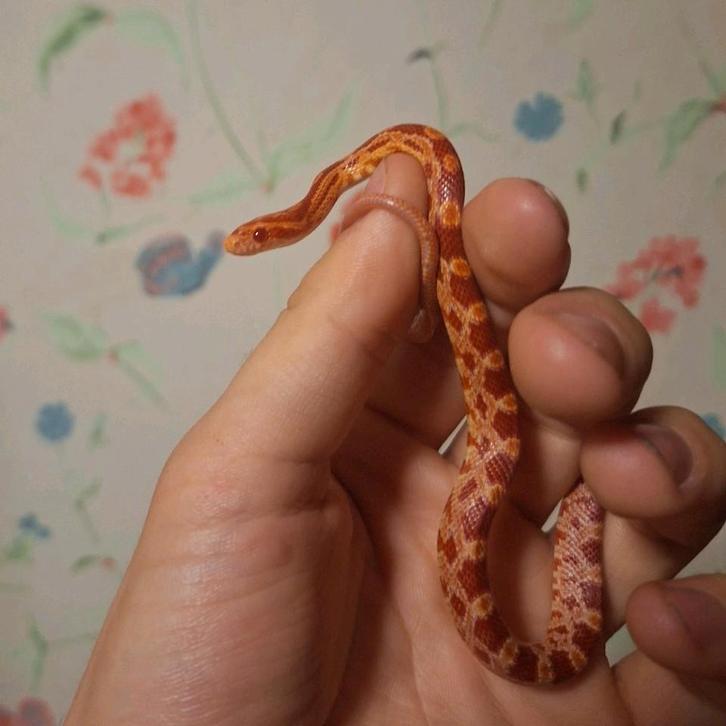 4 Jonge korenslangetjes, rood gekleurd, lief., Dieren en Toebehoren, Reptielen en Amfibieën, Slang