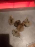 10 Zijdehoenders kuikens, Geslacht onbekend, Kip