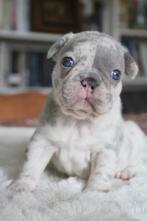 Franse Bulldog pups in huis opgevoed, Dieren en Toebehoren, België, CDV (hondenziekte), 8 tot 15 weken, Bulldog