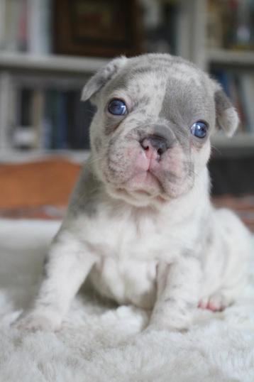 Franse Bulldog pups in huis opgevoed beschikbaar voor biedingen