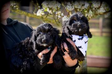 Cockapoo pups, Dieren en Toebehoren, België, CDV (hondenziekte), 8 tot 15 weken, Teef