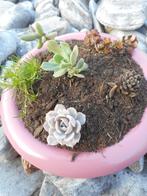 planten, Tuin en Terras, Overige soorten, Volle zon, Vaste plant, Ophalen of Verzenden