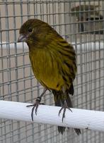 Geelzwart kanaries, Dieren en Toebehoren, Vogels | Kanaries, Meerdere dieren, Kleurkanarie