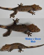 Wimpergekko man 2024, Dieren en Toebehoren