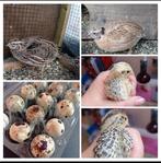 Broedeieren Japanse Kwartel, Dieren en Toebehoren, Pluimvee