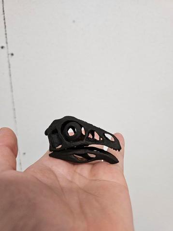 caudipteryx 1:1 schaal skull beschikbaar voor biedingen