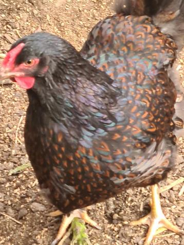 Barnevelder dubbelgezoomd broedeieren, Dieren en Toebehoren, Pluimvee, Geslacht onbekend, Kip