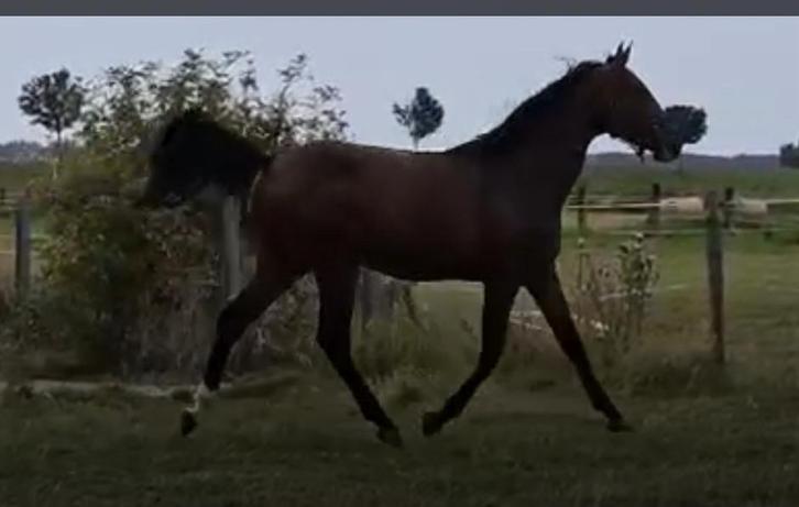 Prachtige merrie, Dieren en Toebehoren, Paarden, Merrie