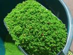 Verdure Rul Eivoer 1kg ( + Vitamine Complex ) Op Basis van