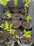 Salix glabra / gladde wilg, Ophalen
