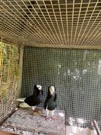 Koppel capucijn duiven, Dieren en Toebehoren, Vogels | Duiven, Meerdere dieren, Overige soorten