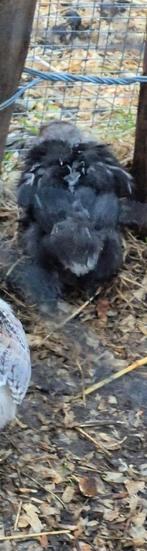 Zijdehoen kuiken vermoedelijk hen