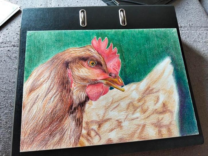 Realistische tekening kip ( prijs bespreekbaar), Antiek en Kunst, Kunst | Schilderijen | Modern, Ophalen