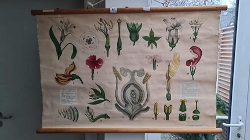 Editions Dossray - schoolplaat bloemen, +/- 1960, Antiek en Kunst, Antiek | Schoolplaten, Natuur en Biologie, Ophalen of Verzenden