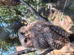 4 Otus Choliba kuikens
Geboren 19-05-2025