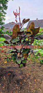 Canna musafolia rubrum, Tuin en Terras, Planten | Tuinplanten, Ophalen, Zomer, Vaste plant