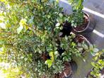 Ilex meservae heckenstar, Tuin en Terras, Planten | Struiken en Hagen, Ophalen