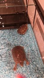 Schildpadjes 2x